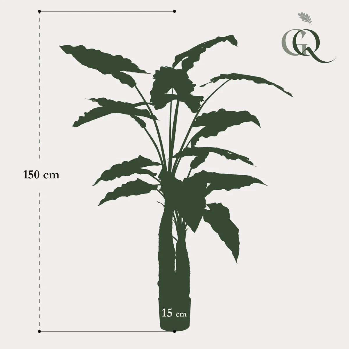 Kunstplant | Alocasia | 150 cm