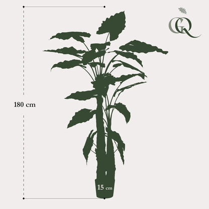 Kunstplant | Alocasia | 180 cm