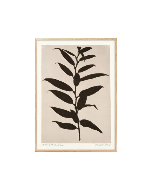 Poster | 30 x 40 cm | Printedplant - Leucothoe Fontanesiana