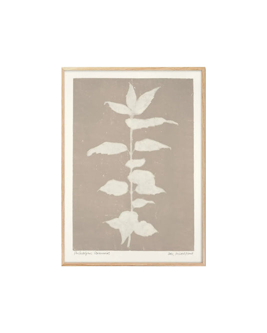 Poster | 30 x 40 cm | Printedplant - Philadelphus Coronarius